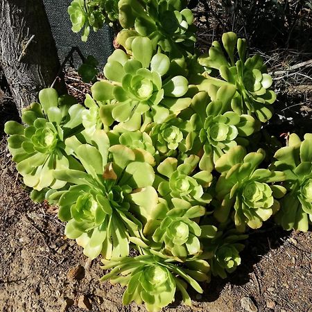 La Cuppulata Daire Budoni Dış mekan fotoğraf